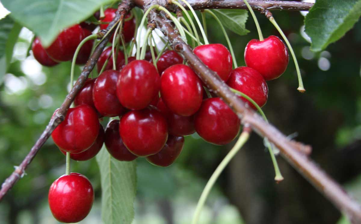 Cherry Spray Products for Western Montana