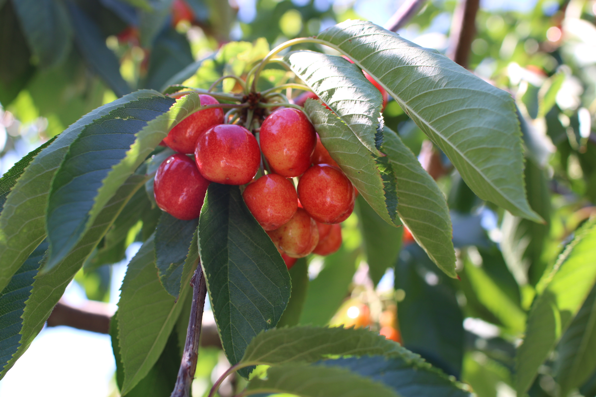 Decoding Cherry Pollination: A Guide to Matching Cherry Trees and Varieties